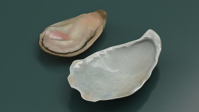 Opened Oyster 3D model 4