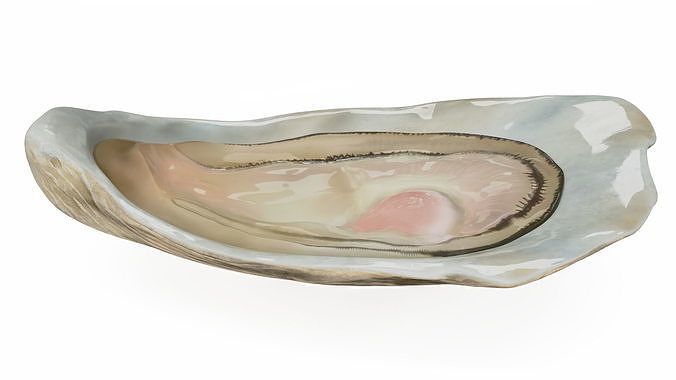 Opened Oyster 3D model 6