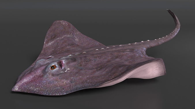 Gray Bathyraja Lindbergi Looking for Food 3D model 5