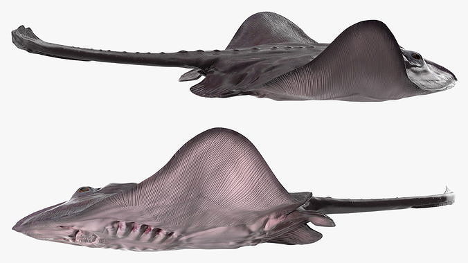 Gray Bathyraja Lindbergi Looking for Food 3D model 7