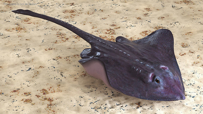 Gray Bathyraja Lindbergi Looking for Food 3D model