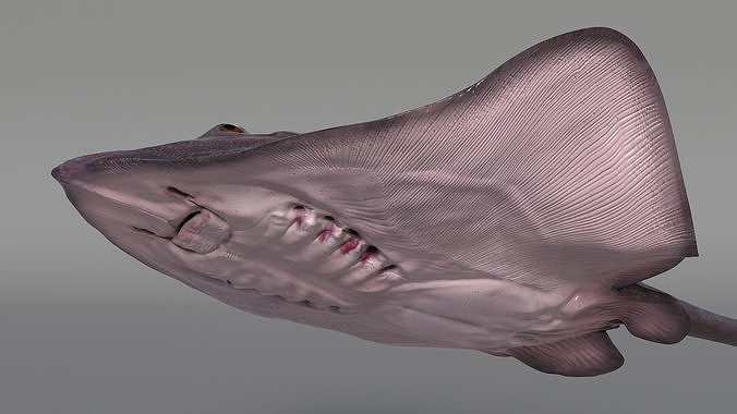 Gray Bathyraja Lindbergi Looking for Food 3D model 6