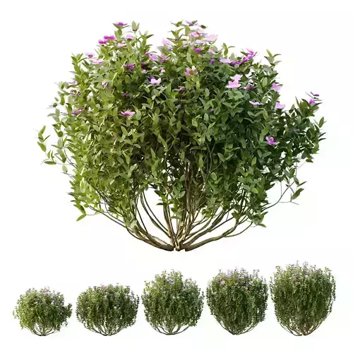 Tibouchina Semidecandra Bush 02