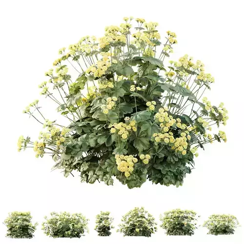 Plants Alchemilla Mollis Vulgaris Flower Charming Lady Mantle