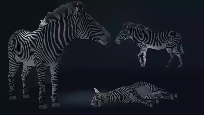 Zebra animated 3d avatar model