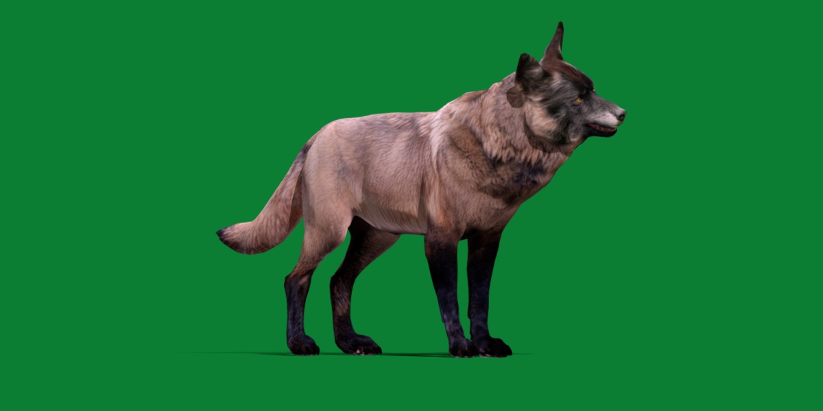 Alexander Archipelago Wolf Low-poly 3D model_25