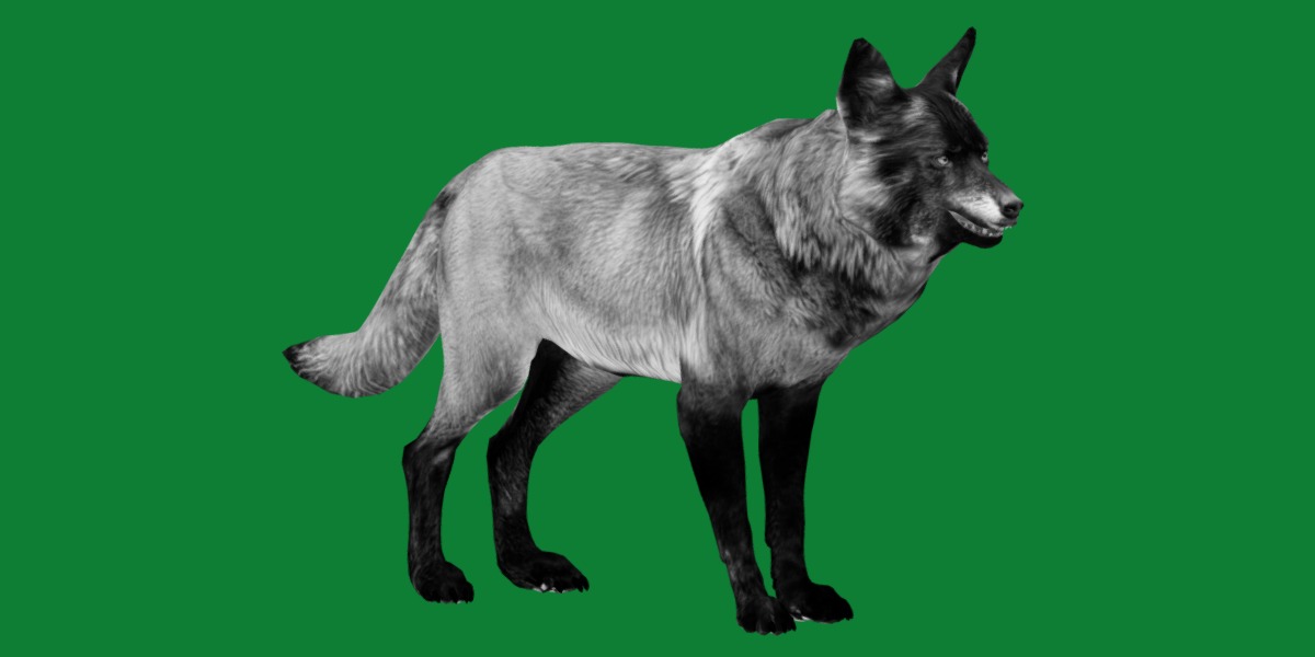 Alexander Archipelago Wolf Low-poly 3D model_8
