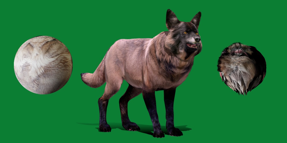 Alexander Archipelago Wolf Low-poly 3D model_23