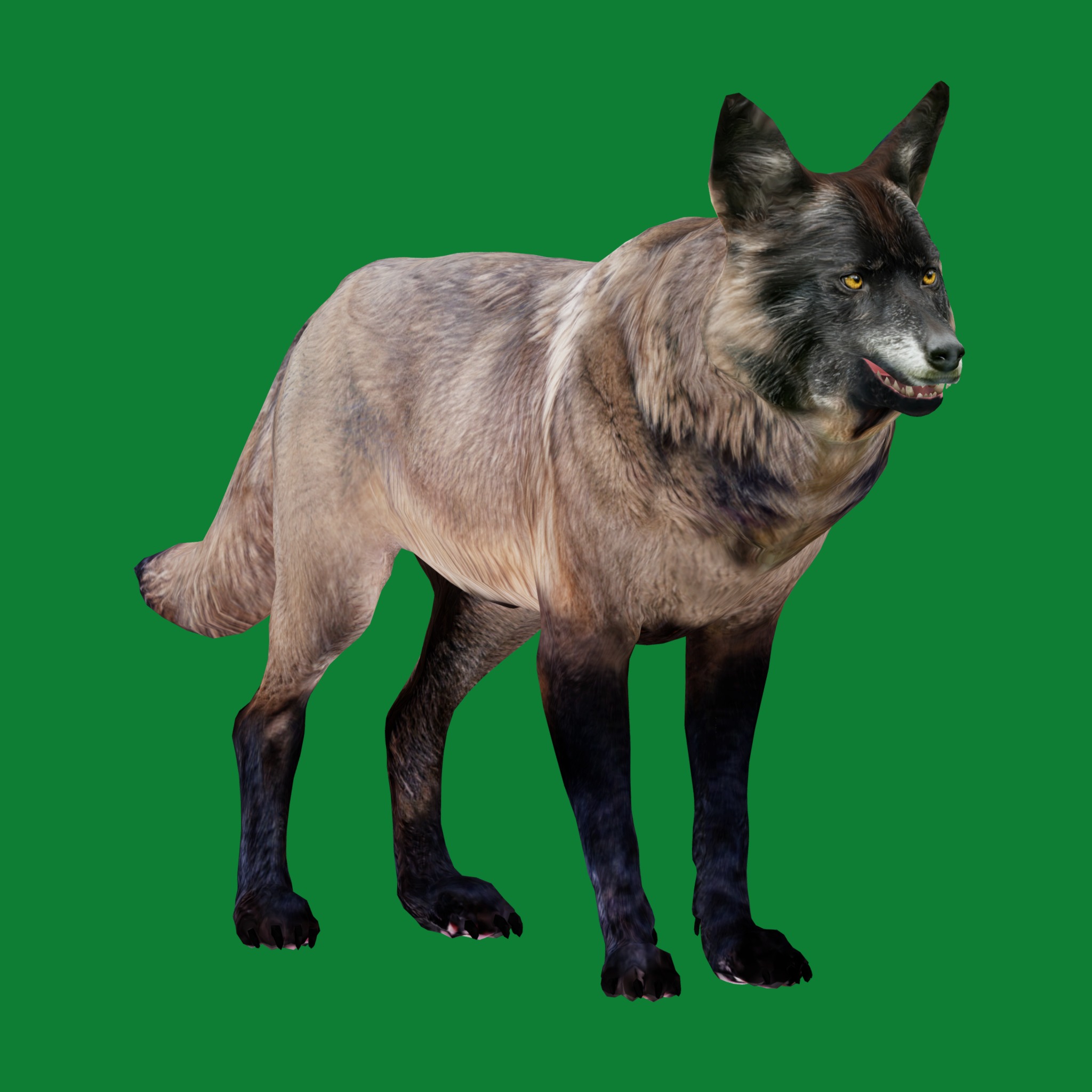 Alexander Archipelago Wolf Low-poly 3D model_22