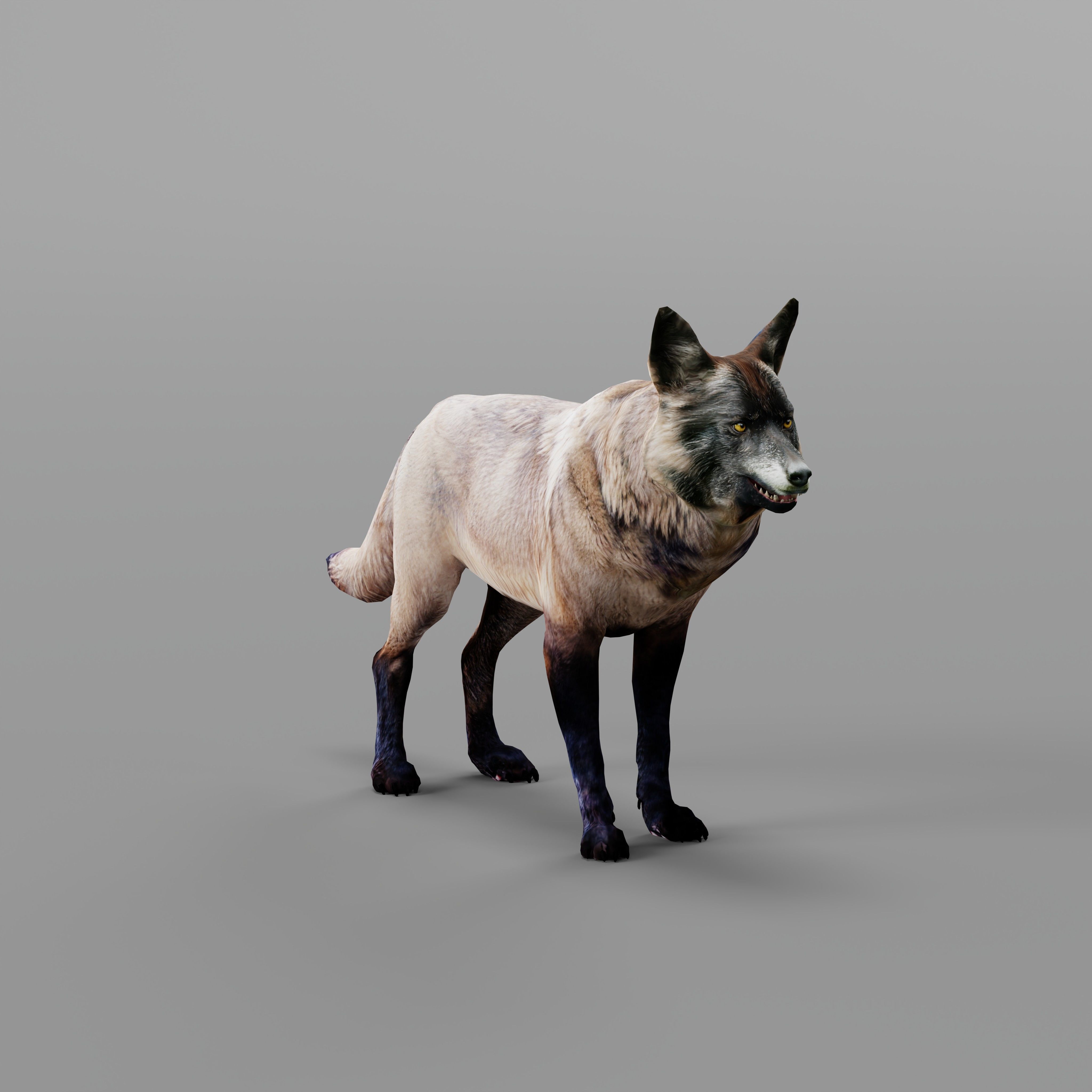 Alexander Archipelago Wolf Low-poly 3D model_34