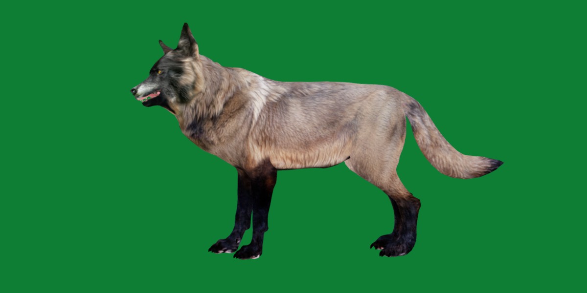 Alexander Archipelago Wolf Low-poly 3D model_29