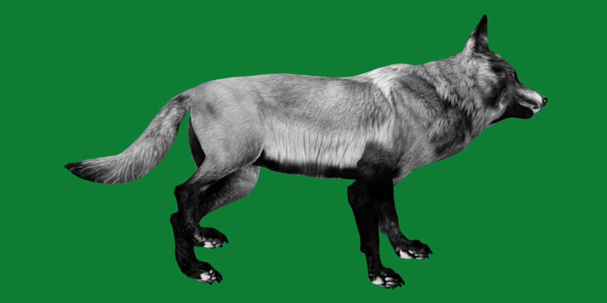 Alexander Archipelago Wolf Low-poly 3D model_9