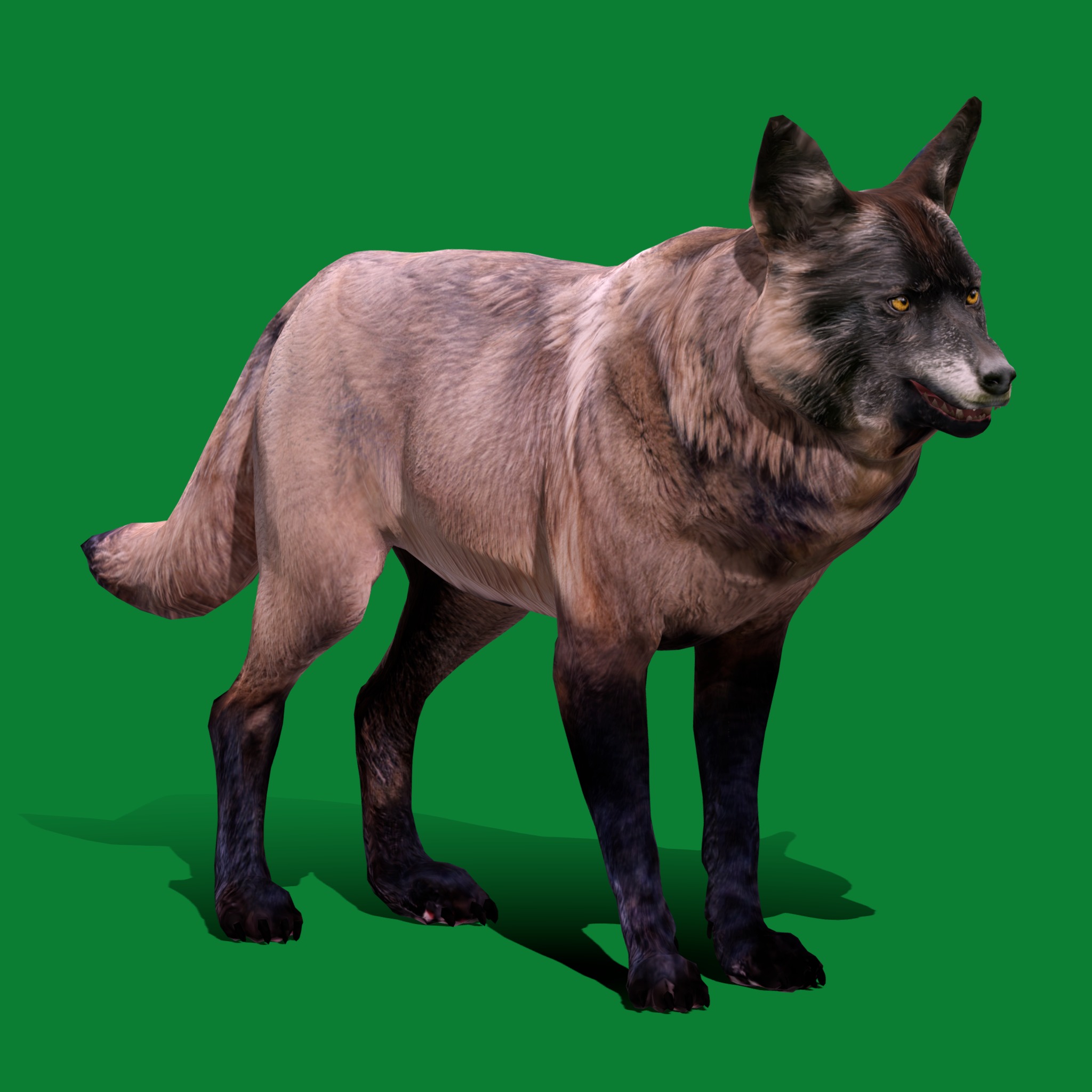 Alexander Archipelago Wolf Low-poly 3D model_21