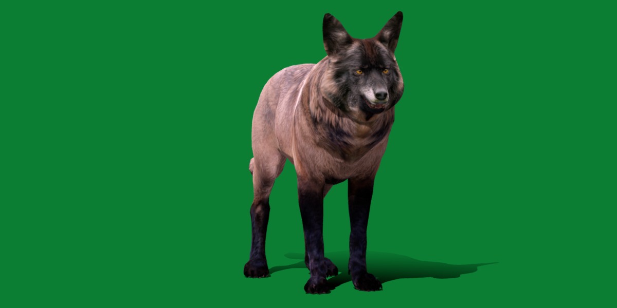 Alexander Archipelago Wolf Low-poly 3D model_20