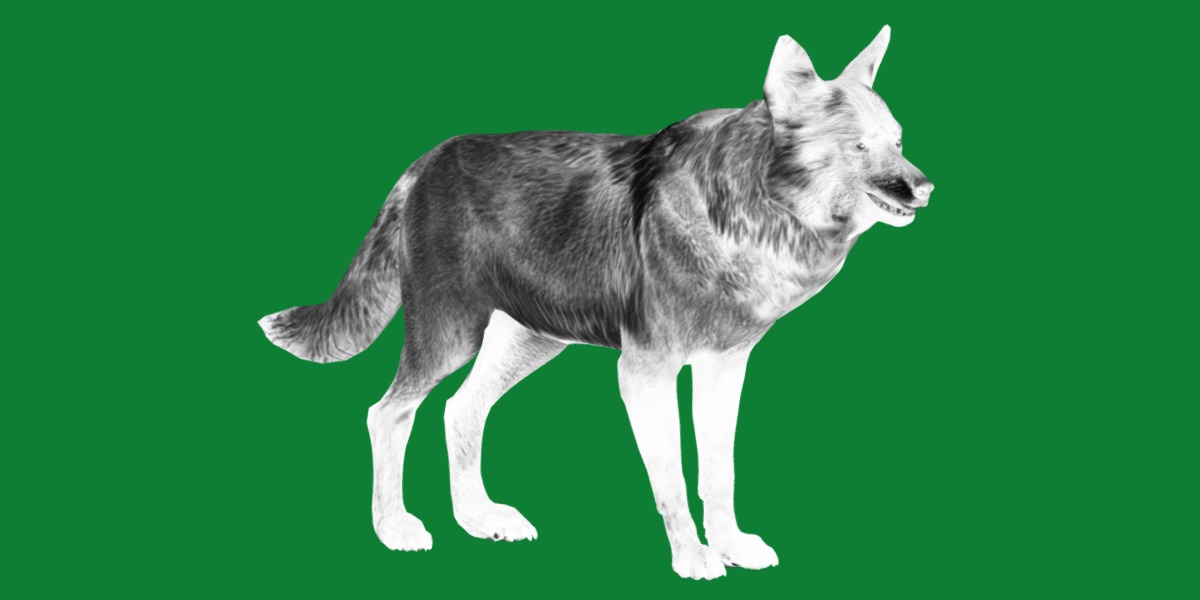 Alexander Archipelago Wolf Low-poly 3D model_6