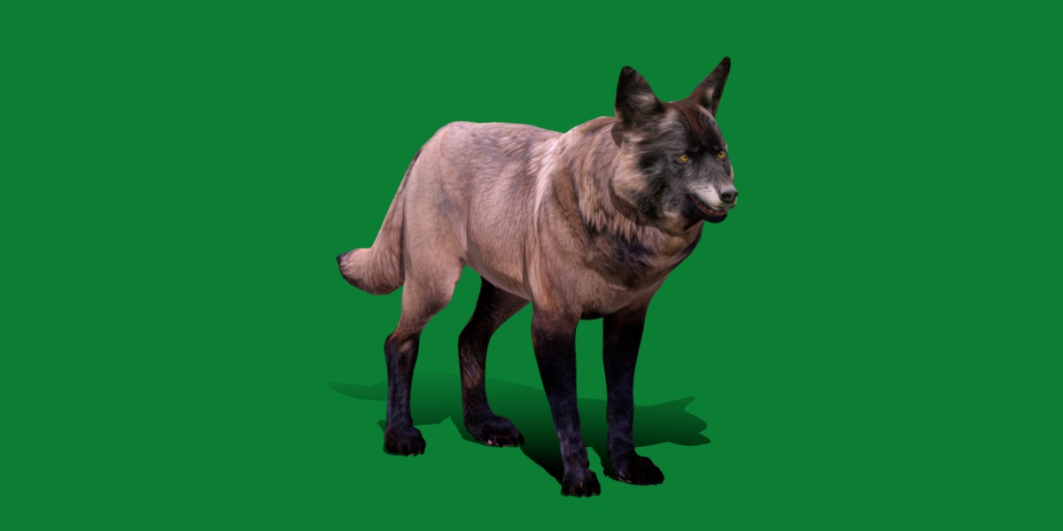 Alexander Archipelago Wolf Low-poly 3D model_30