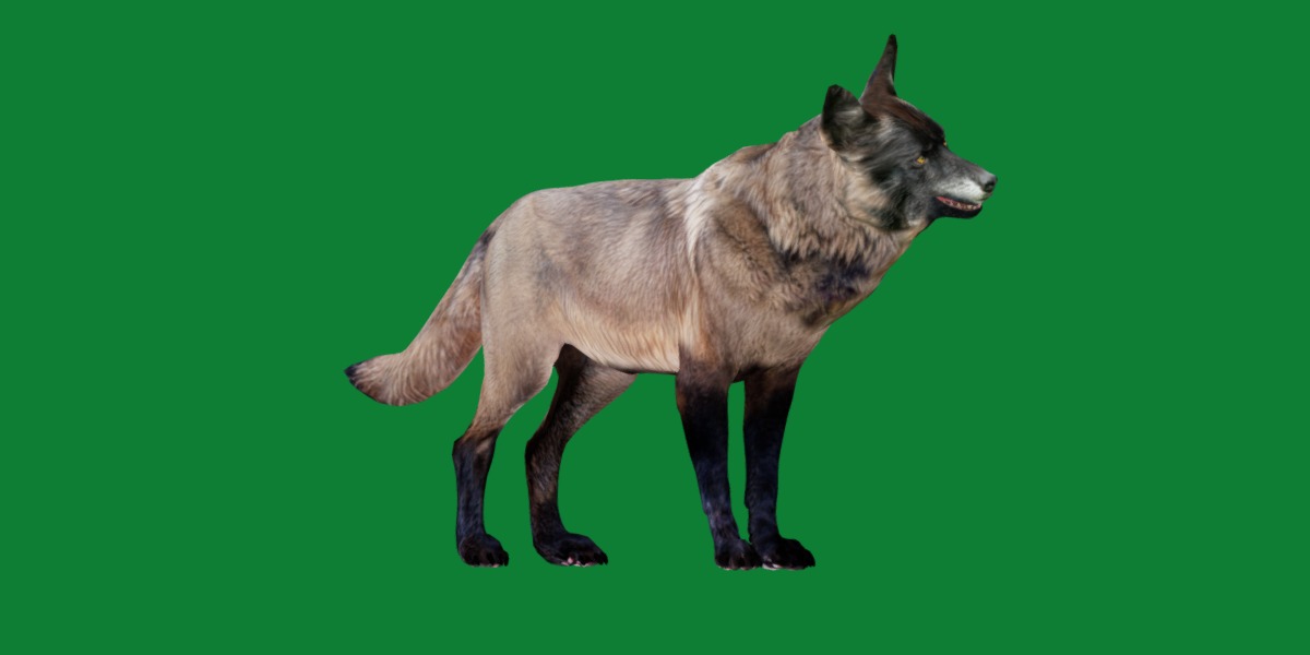 Alexander Archipelago Wolf Low-poly 3D model_28