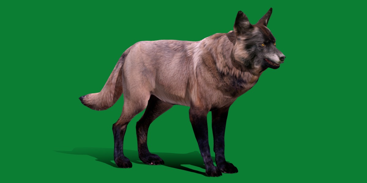 Alexander Archipelago Wolf Low-poly 3D model_7