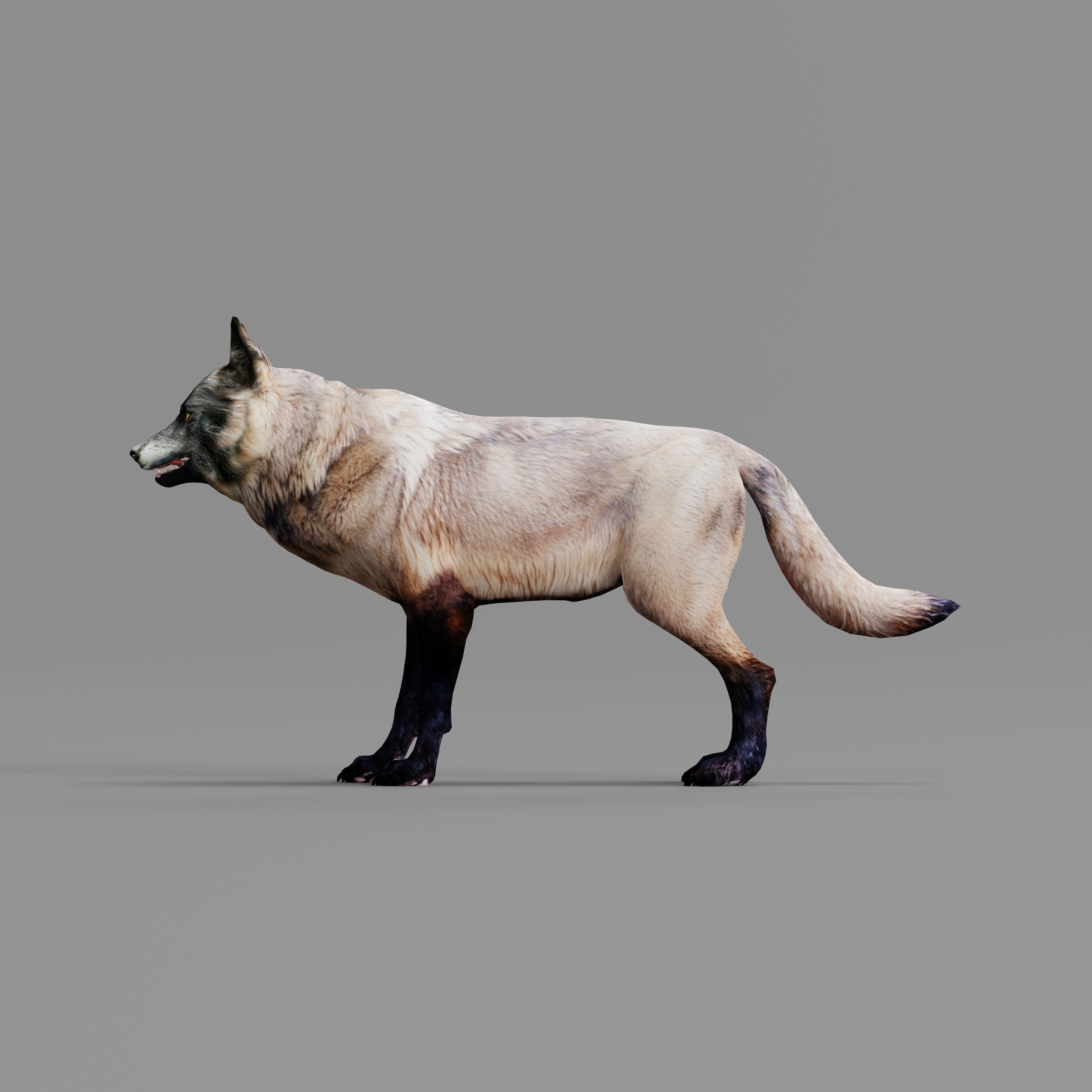 Alexander Archipelago Wolf Low-poly 3D model_33