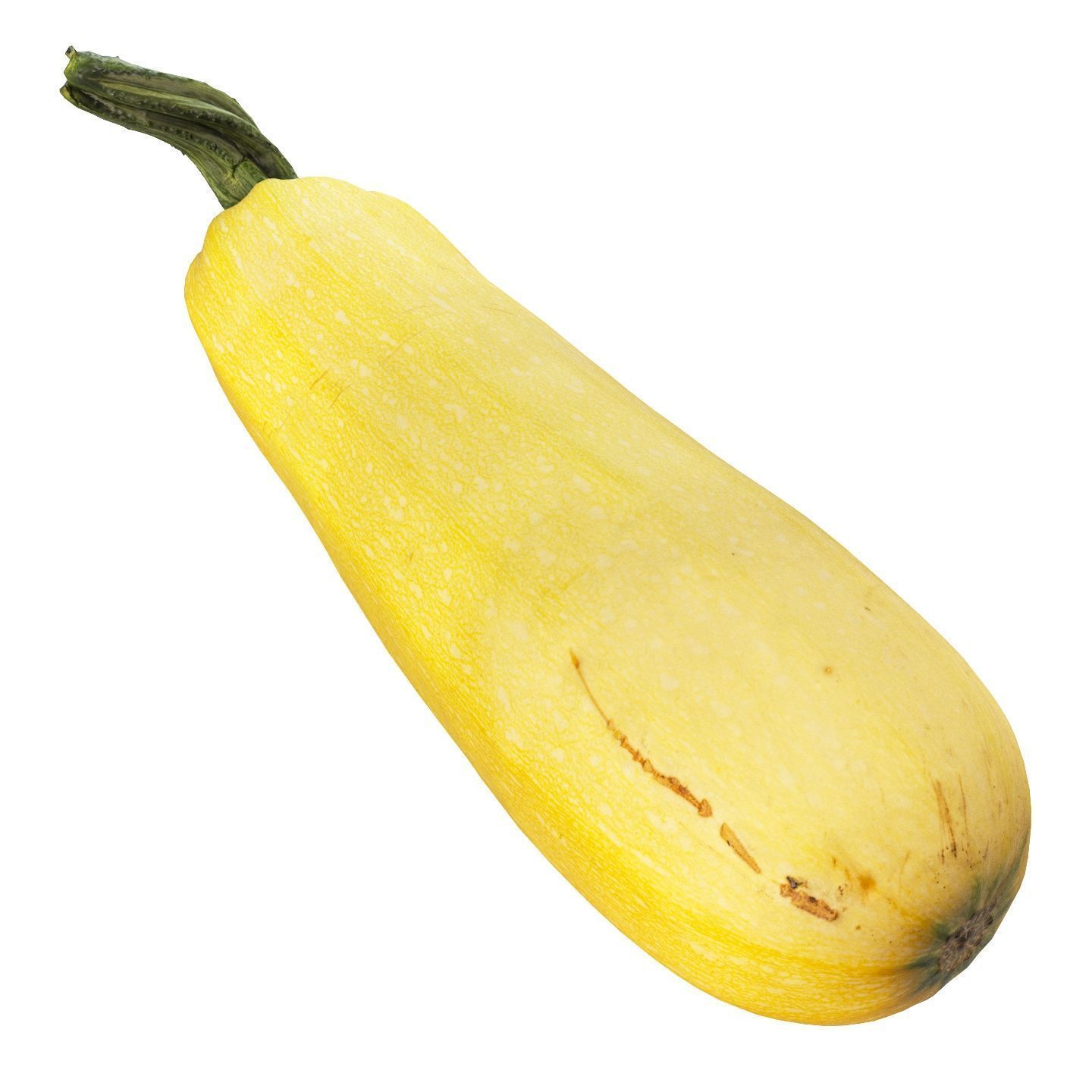 4k vegetable marrow 3D model_5