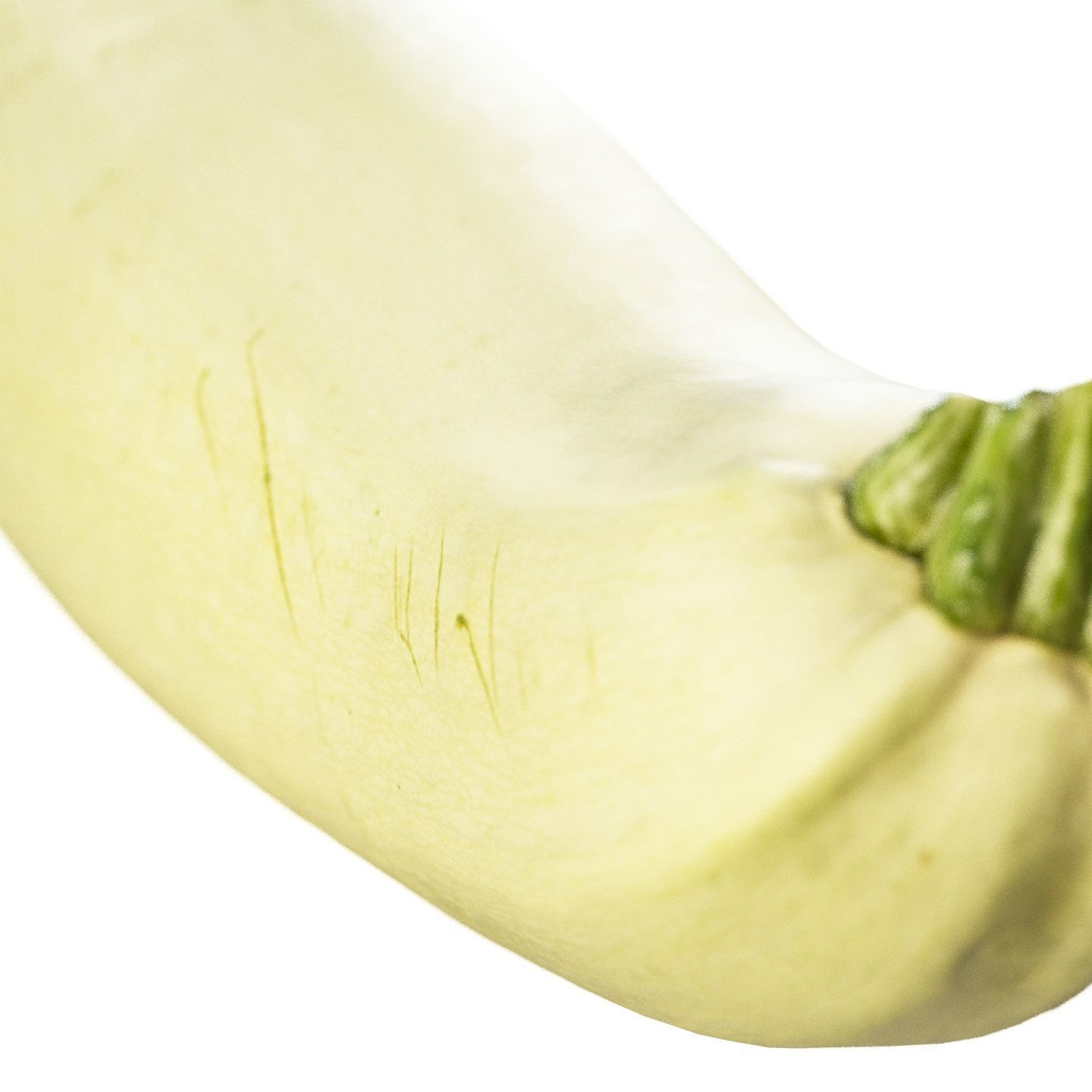 4k vegetable marrow 3D model_7