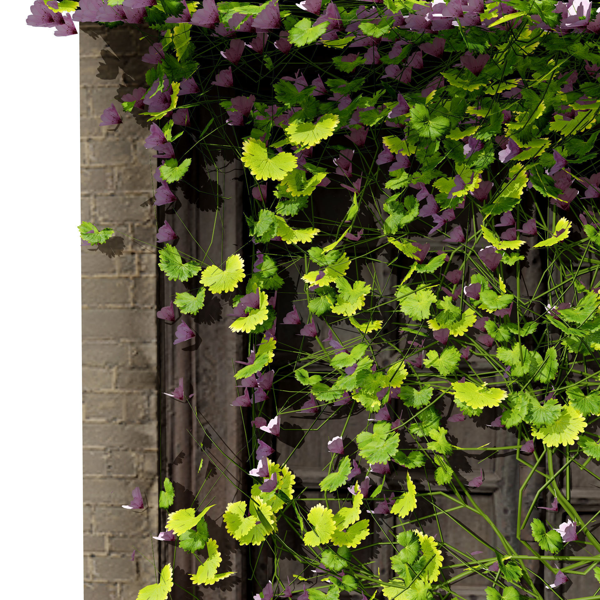 Kenilworth Ivy Wall Plant 3D Model Low-poly 3D model_4