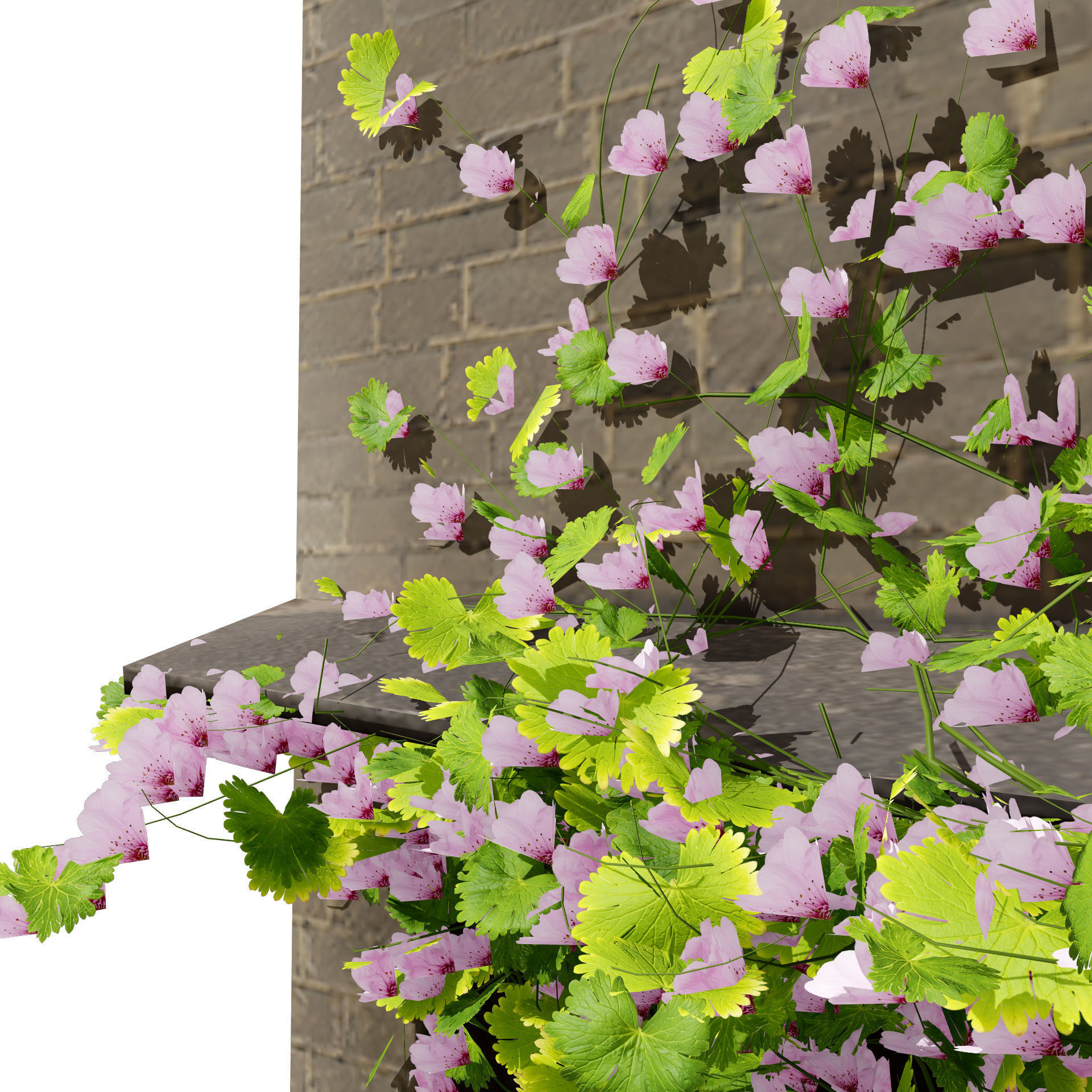 Kenilworth Ivy Wall Plant 3D Model Low-poly 3D model_2