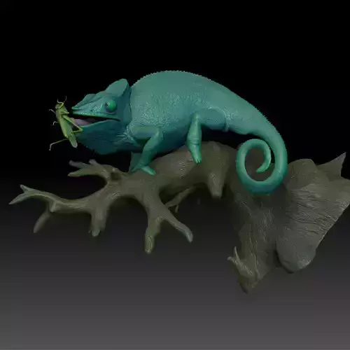 Panther Chameleon - Furcifer pardalis V1