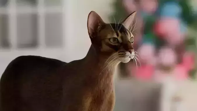 Cat Abyssinian 3D model