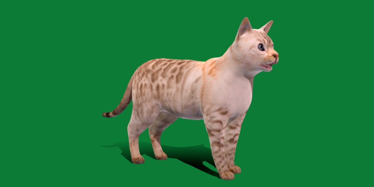 Snow Bengal Cat Low-poly 3D model_34