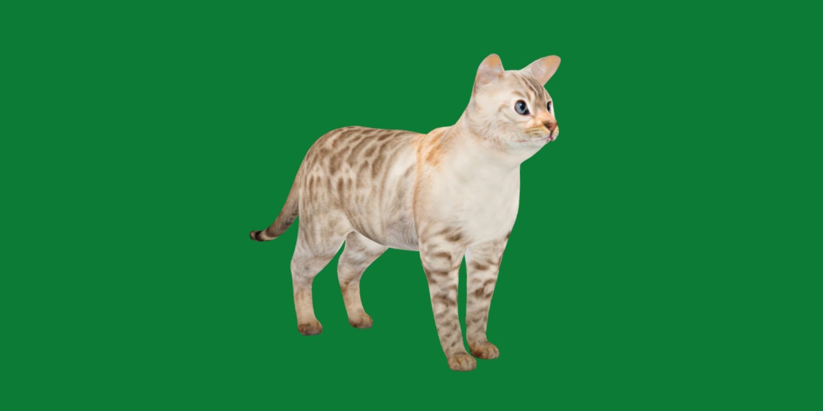 Snow Bengal Cat Low-poly 3D model_27
