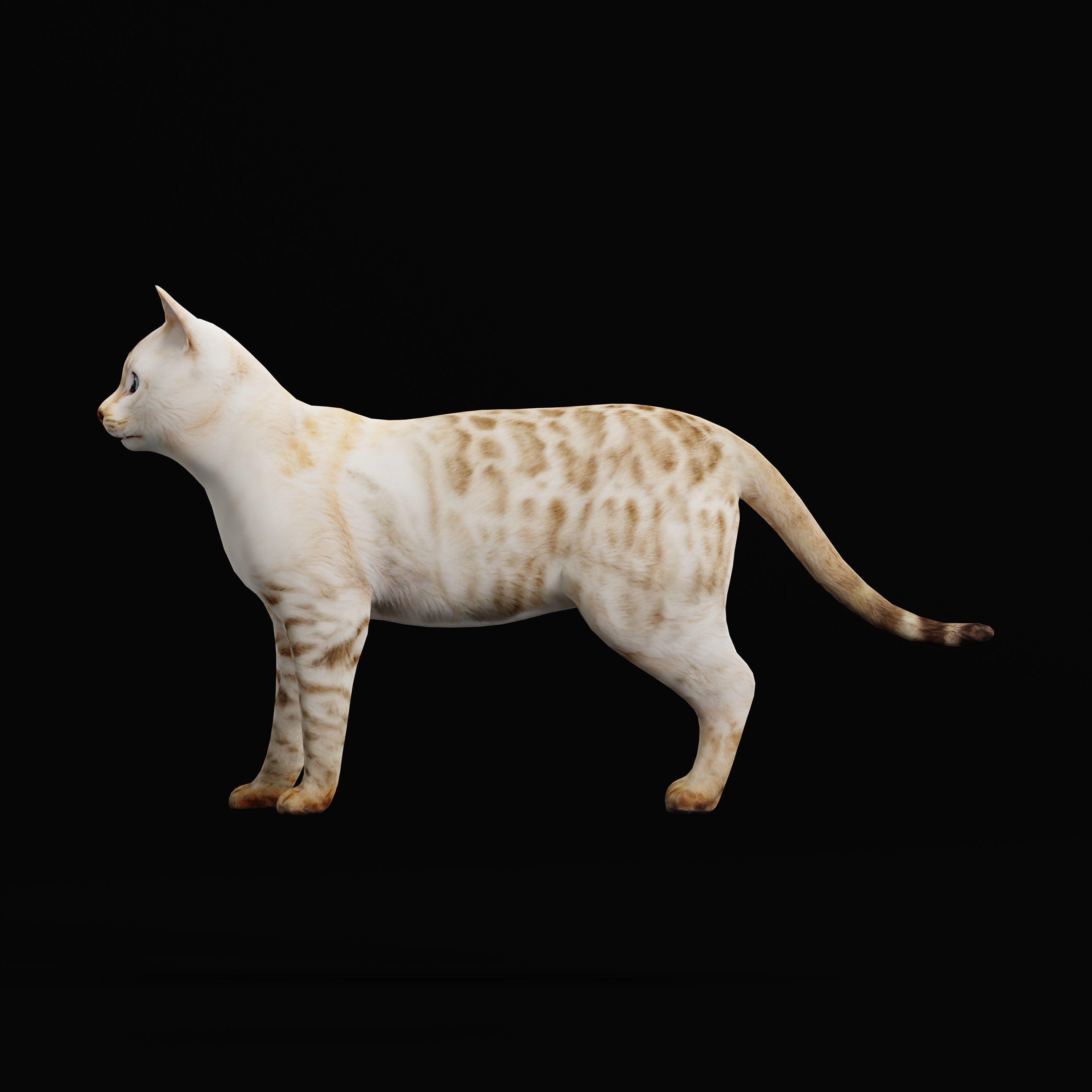 Snow Bengal Cat Low-poly 3D model_11