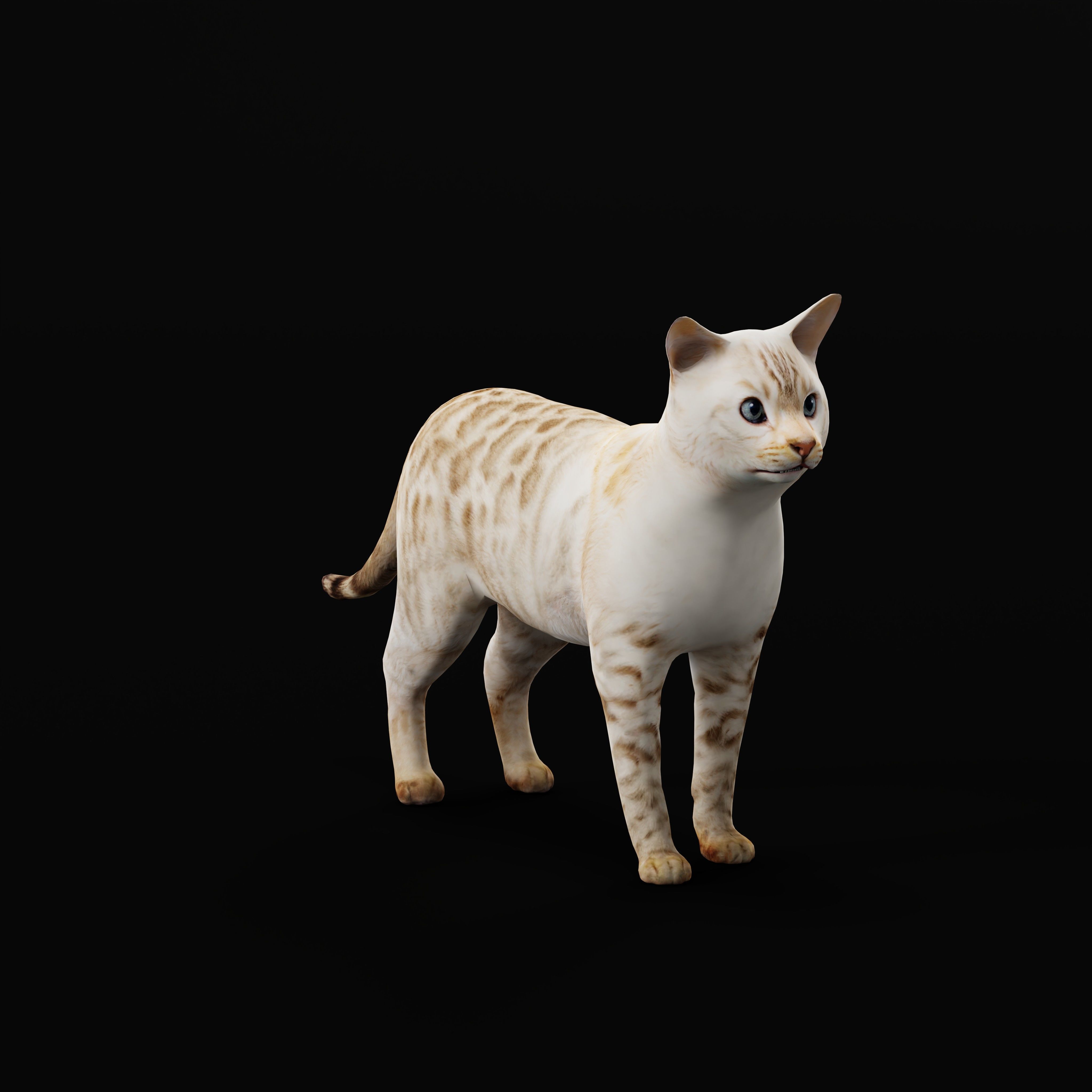 Snow Bengal Cat Low-poly 3D model_9
