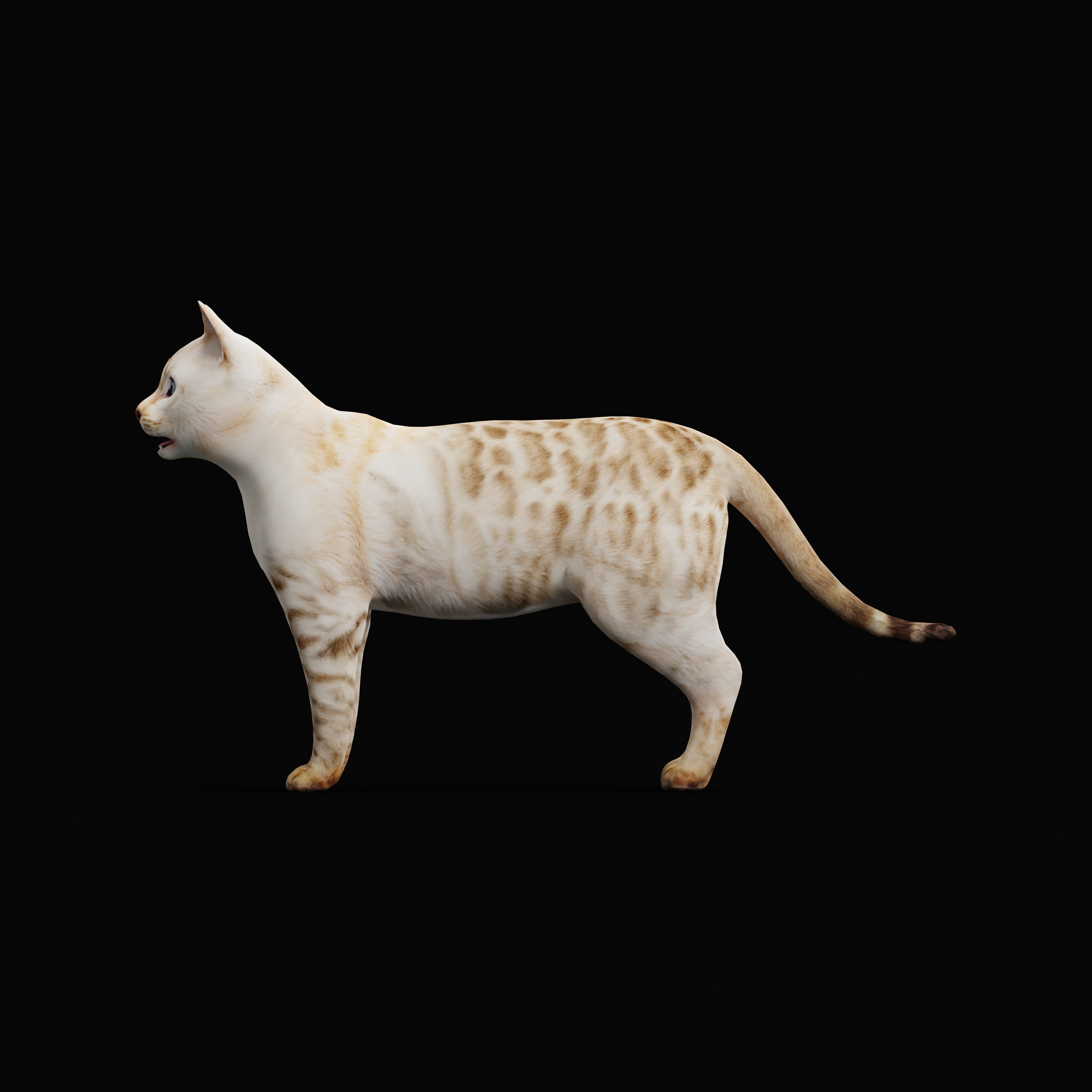 Snow Bengal Cat Low-poly 3D model_6