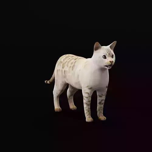 Snow Bengal Cat