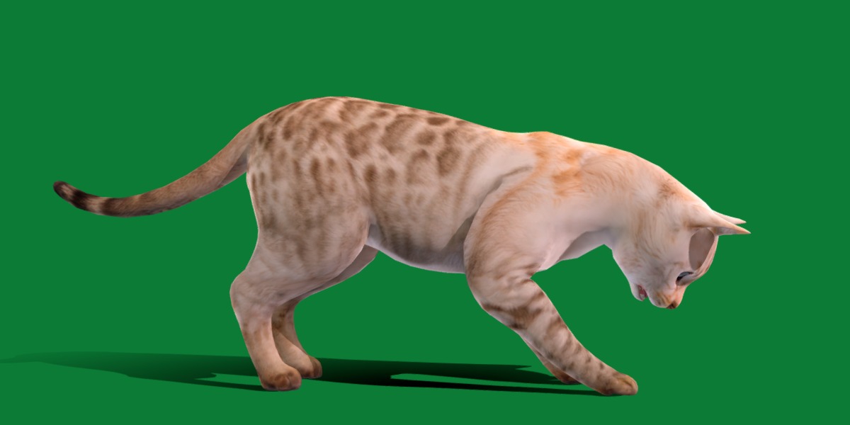 Snow Bengal Cat Low-poly 3D model_31