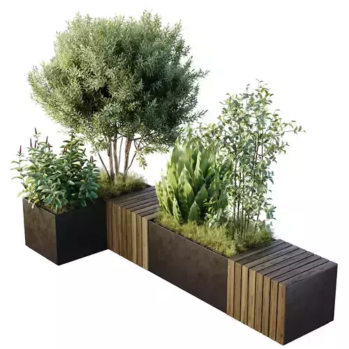 HQ Outdoor Plants Wilsonii Chemlali Olive Bench Set011