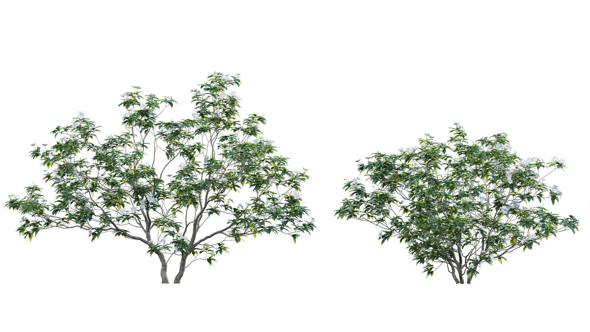 Tabernaemontana dwarf - pinwheel flower Low-poly 3D model_5