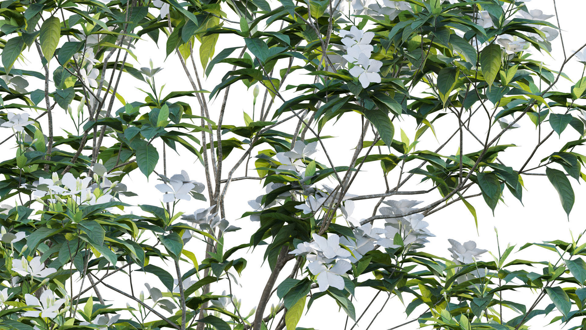 Tabernaemontana dwarf - pinwheel flower Low-poly 3D model_7