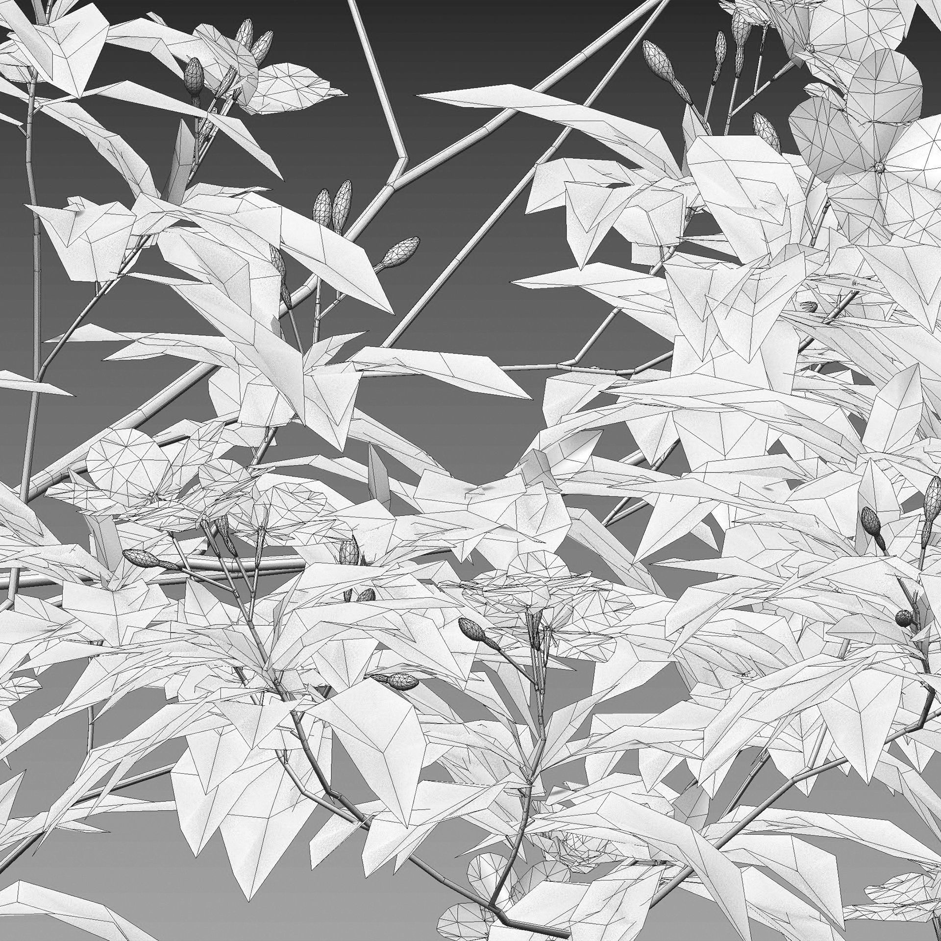 Tabernaemontana dwarf - pinwheel flower Low-poly 3D model_4