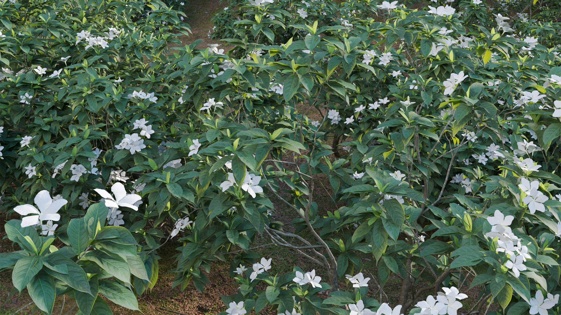 Tabernaemontana dwarf - pinwheel flower Low-poly 3D model_9