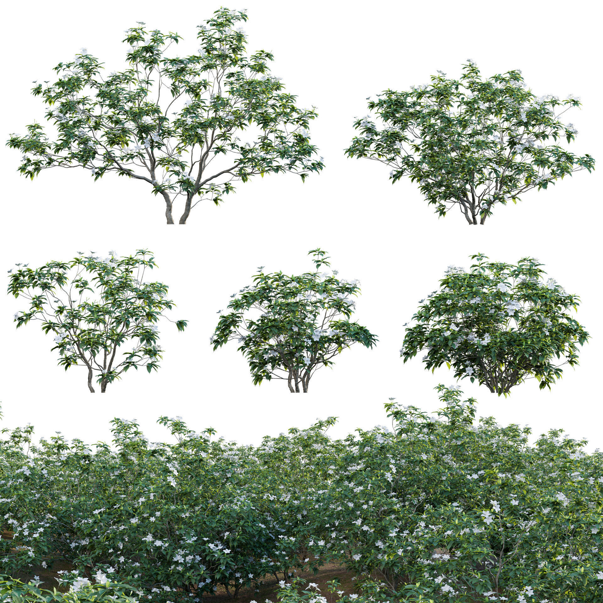 Tabernaemontana dwarf - pinwheel flower Low-poly 3D model_1