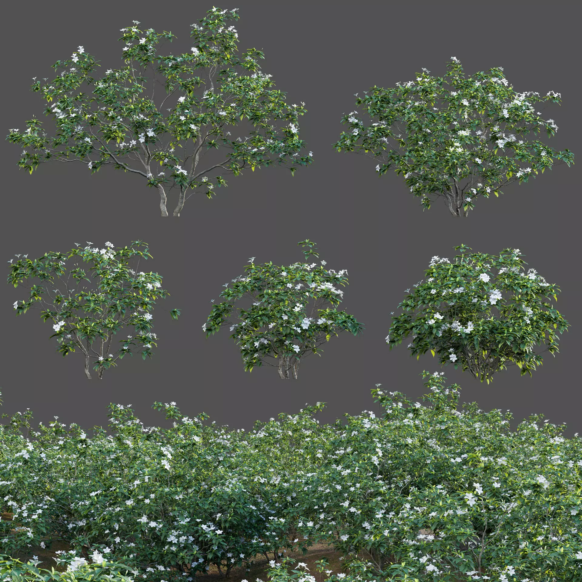 Tabernaemontana dwarf - pinwheel flower Low-poly 3D model_0