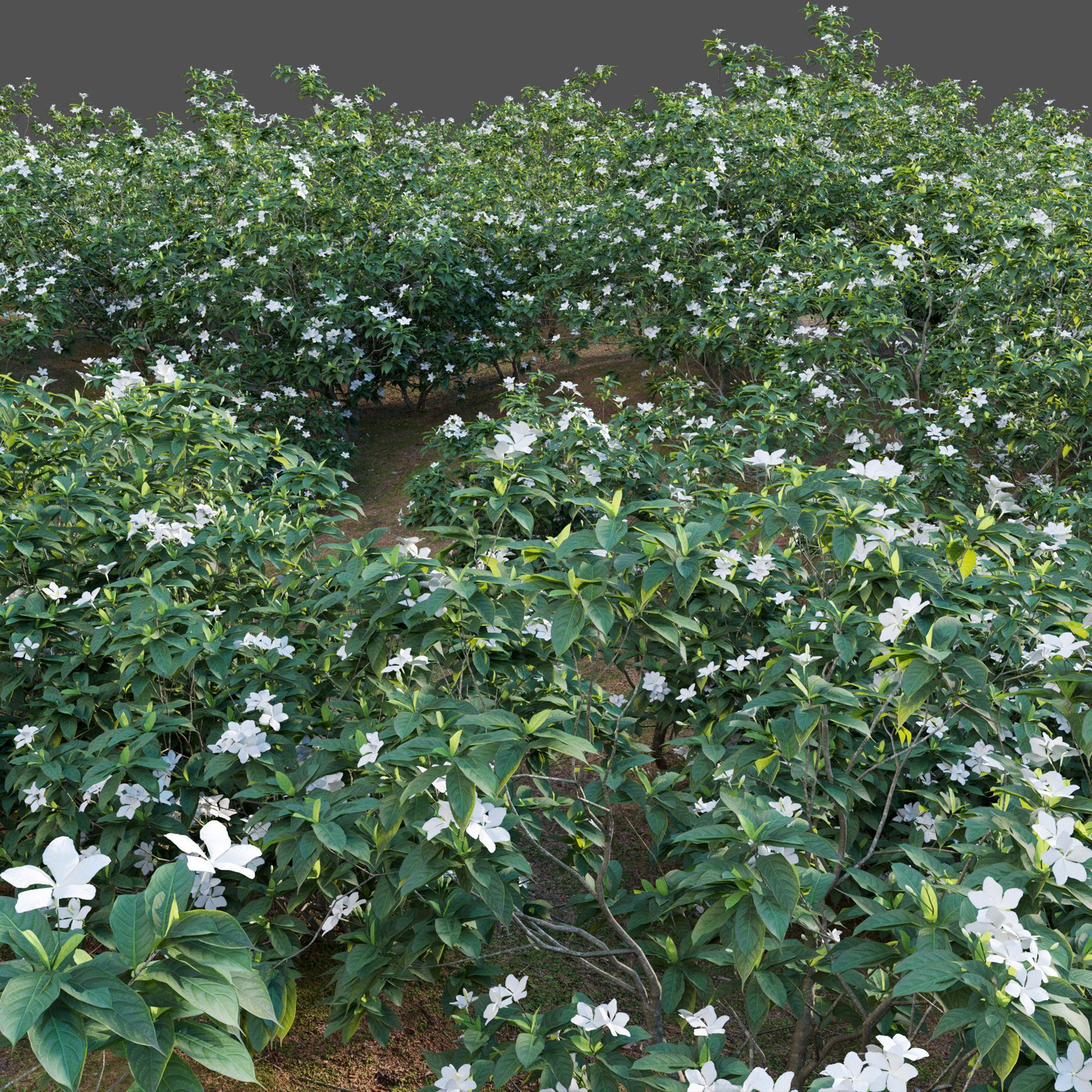 Tabernaemontana dwarf - pinwheel flower Low-poly 3D model_2