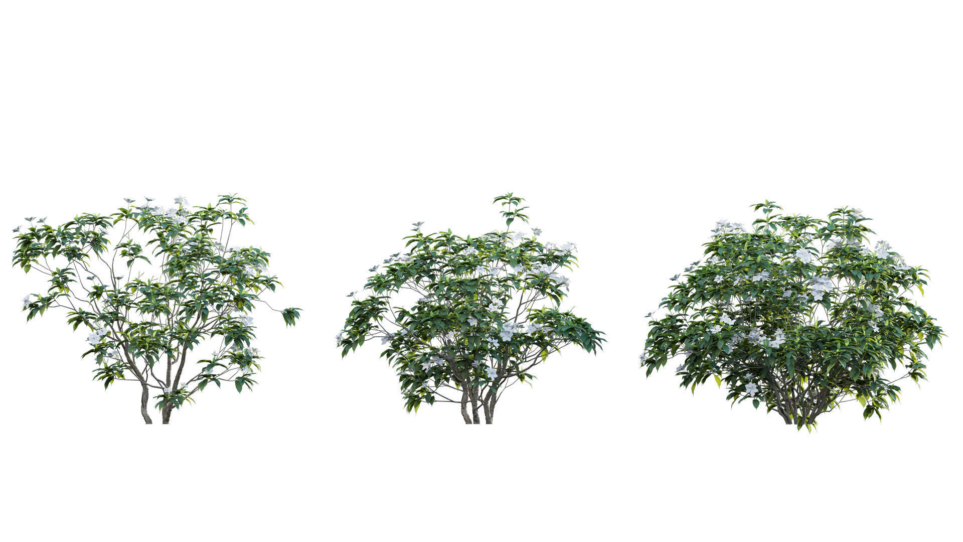 Tabernaemontana dwarf - pinwheel flower Low-poly 3D model_6