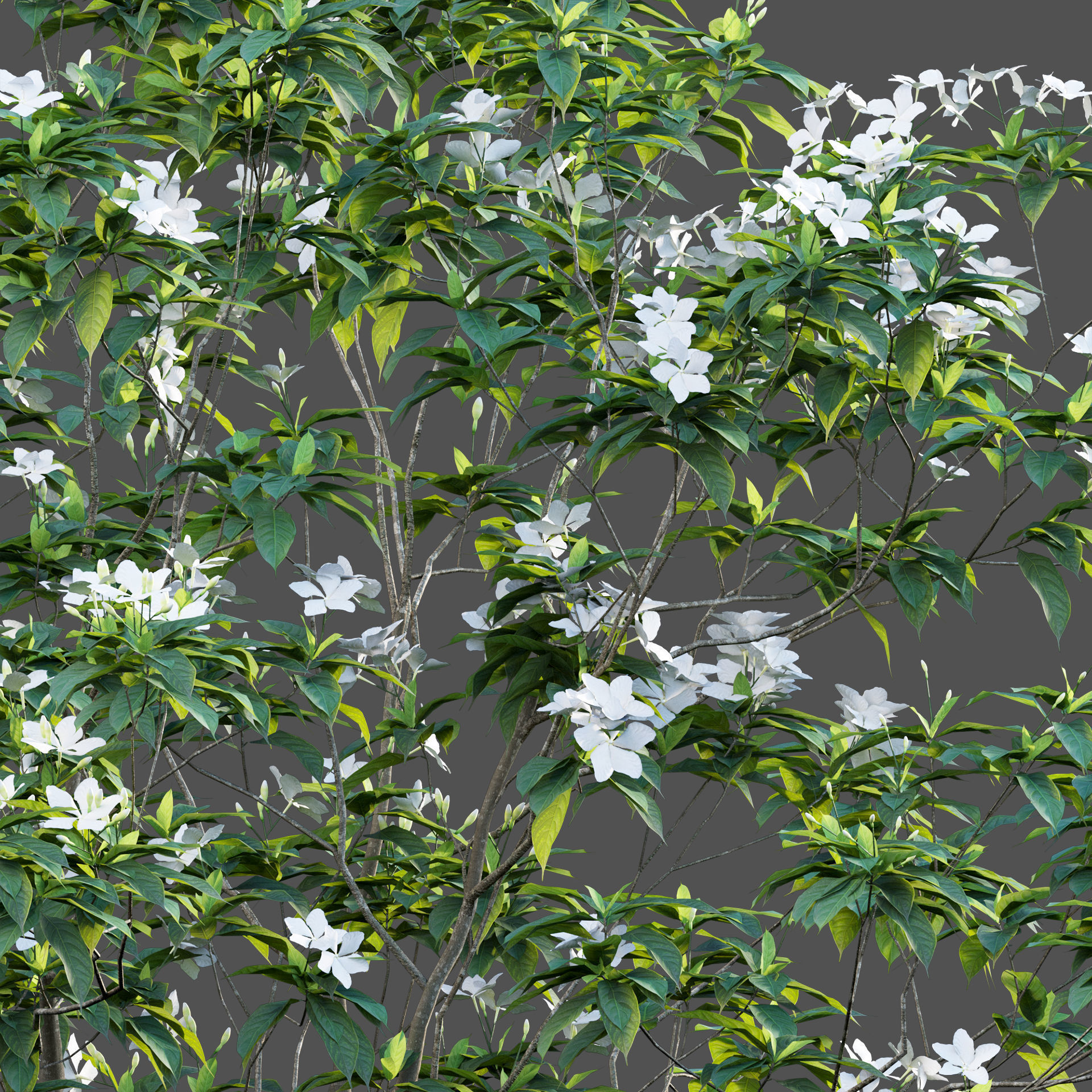 Tabernaemontana dwarf - pinwheel flower Low-poly 3D model_3