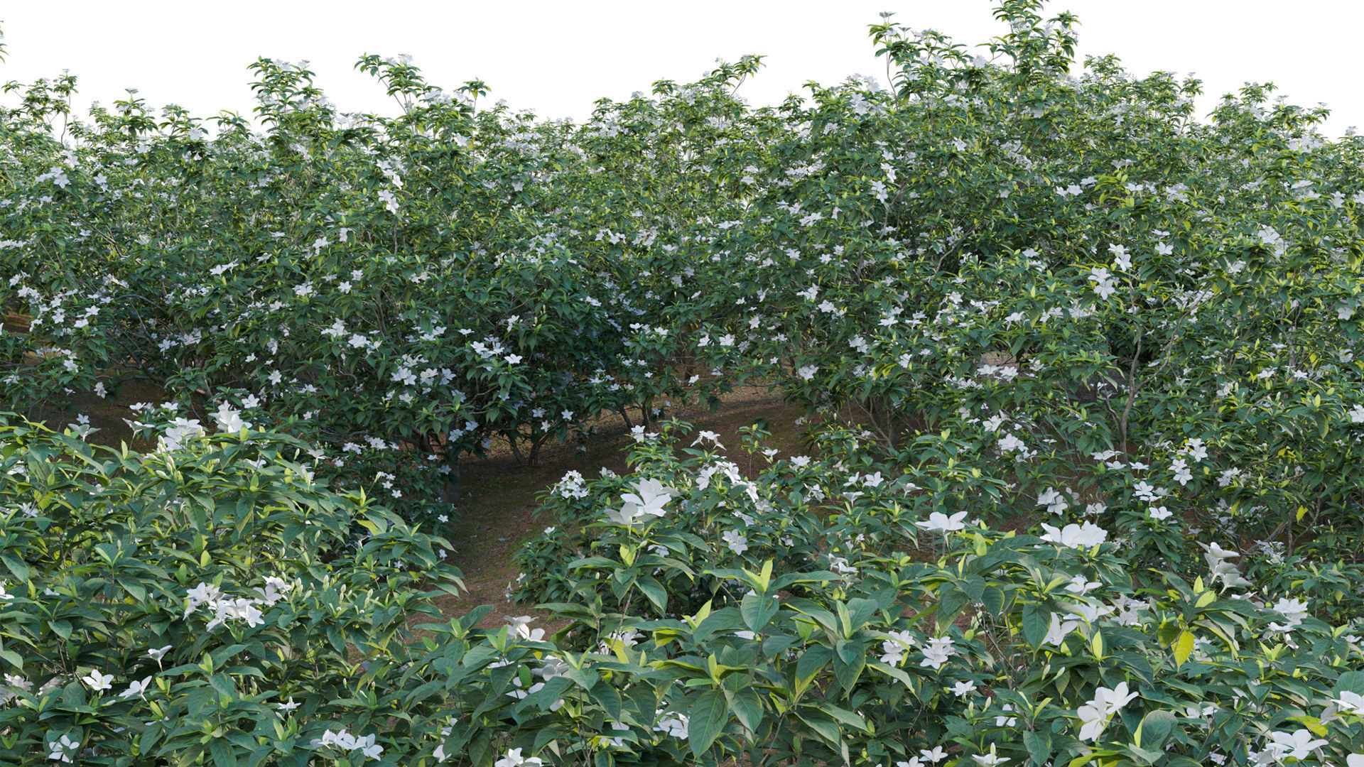 Tabernaemontana dwarf - pinwheel flower Low-poly 3D model_8