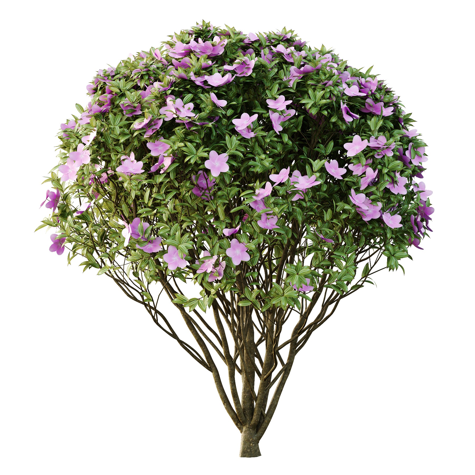 Tibouchina Semidecandra Bush 01 3D model_3