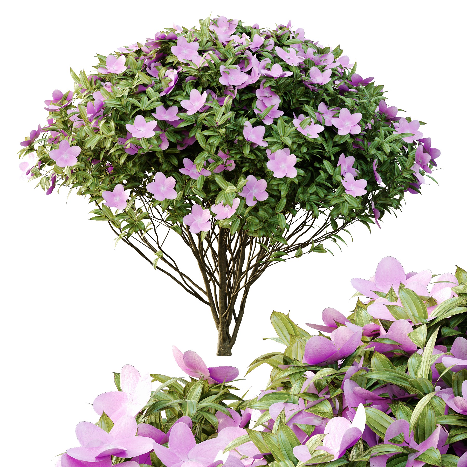 Tibouchina Semidecandra Bush 01 3D model_1