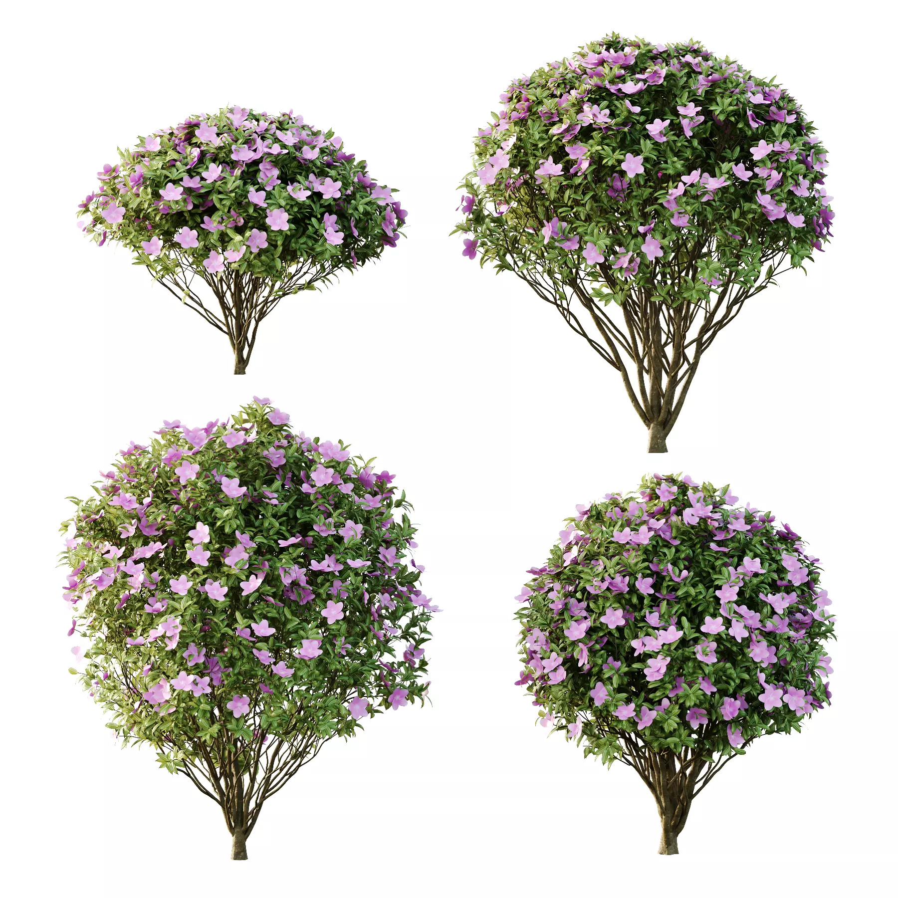 Tibouchina Semidecandra Bush 01 3D model_0